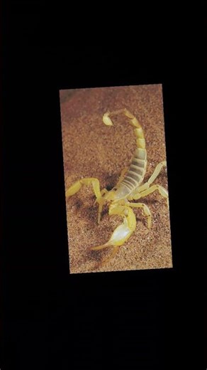 scorpion beat up mickey mouse part 2