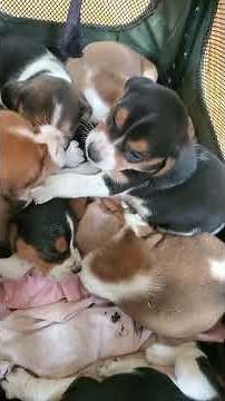 Nose nipping POCKET BEAGLE PUPPIES! #puppy #beaglebreed #POCKETBEAGLE #beagle