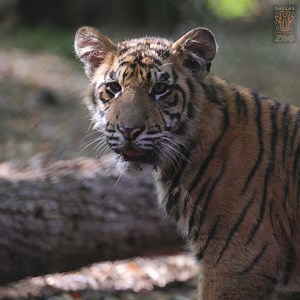 5.4K views · 1K reactions |  Happy International Tiger Day from...
