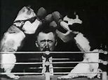 Amazing footage from the late 1800s shows two cats in boxing ring