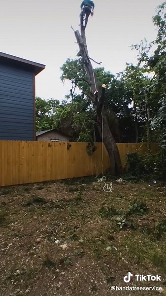 Dallas Texas tree service