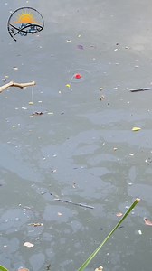 74K views · 682 reactions | مظاهر تلوث المياه ⛈️ #fishing #pollution #Water_pollution | ملتقى رياس البيلوطة | Facebook