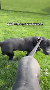 ***ADOPTED*** Goose has been waiting a very long time to find a forever family. We are shocked she is still waiting. Please share so that Goose can finally experience what it’s like to have a home. AGE: 3 Years SEX: Spayed Female WEIGHT: 50 Pounds BREED: Pit Bull, Staffy, Lab, Shepherd Mix! DNA Test Confirmed! CAN I LIVE WITH DOGS: Yes! I am a very pushy player though and will need a companion that loves to play rough and wrestle like I do!! My best friend here is a 50 pound female and we could 