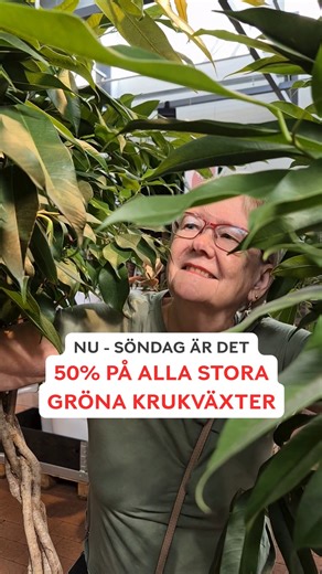 Nu kan du sluta leta!😁 Stora växter - stor rabatt, säger vi på Plantagen😍🪴 Ses vi till helgen? Stor växt = minst 18 cm omkrets på kruka. #inredning #inredningsstilar #inredningsinspo #inredningsinspiration #plantagen #grönaväxter #växter #plantor | Plantagen Sverige