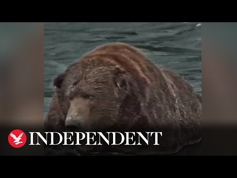 Bear Force One: Meet the Beast crowned 2022's Fat Bear Week champion