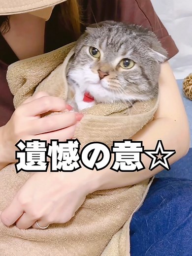 猫のおくるみチャレンジをしたらまさかの🤣🤣🤣 #猫