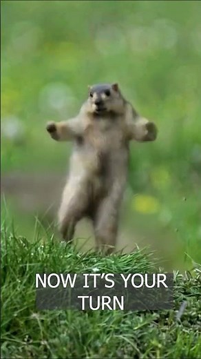 This Groundhog Has the Best Moves Ever!