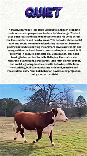 🐃 Watch This Bull Sprint and Scream Across the Grass — What He's Doing Is Powerful