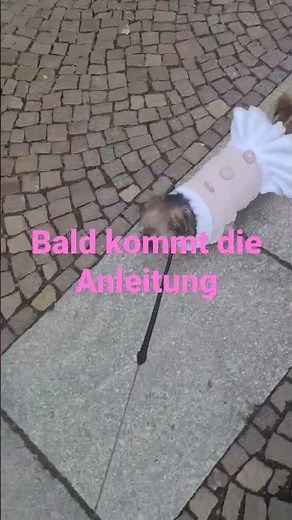 Bald kommt die Anleitung für den süssen Hundepullover