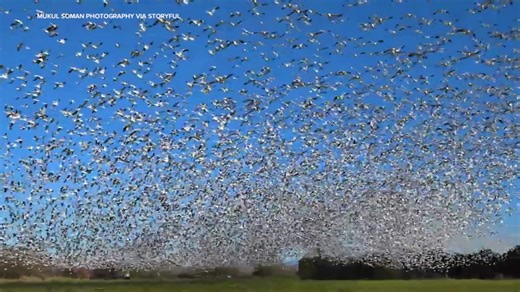 564K views · 29K reactions | Thousands of geese blotted out the sky over Washington as they took flight for the semiannual snow goose migration. | ABC 7 Chicago | Facebook