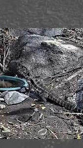 I put a camera in this water fountain: Look who came!