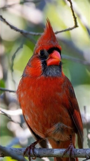 Vibrant Red Cardinal! ❤️