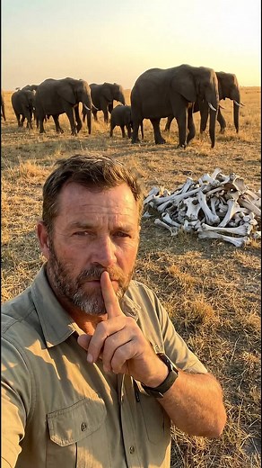 Le comportement touchant des éléphants face à la mort