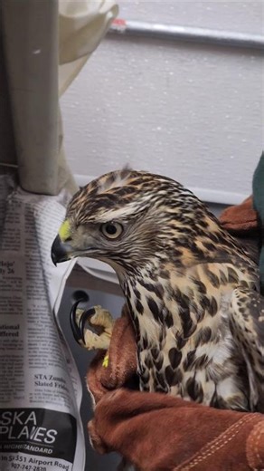 American Goshawk Release! #WildlifeRehab #Goshawk #Wildlife