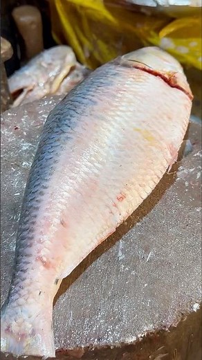 Big Popular Hilsa Fish Cleaning #fishcuttinginbangladesh #bdfishcutting #fish #fishcuting