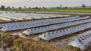 Farm ground covered by plastic mulch film in agriculture organic farming. Cultivation of vegetables using mulching method