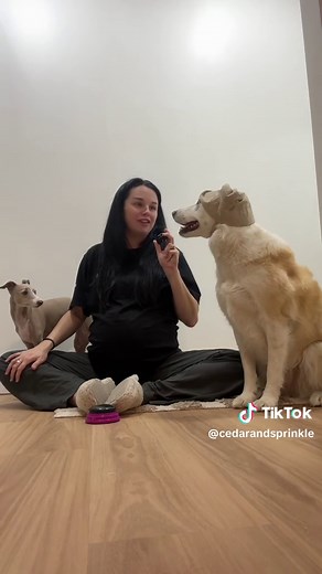 Nursery Time with Dogs: No White Noise, Baby Gear & Reactions