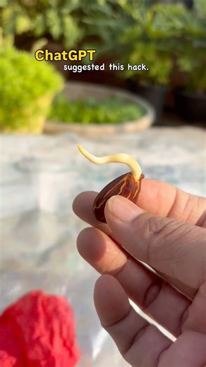 How to grow almond plant at home easily part 2🌱✨#almond #SeedGermination#youtubeshorts #bloomyesha