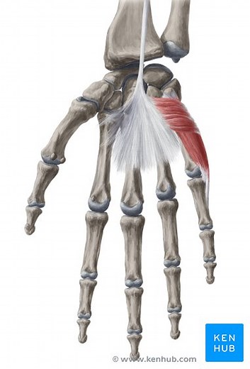 Hypothenar muscles