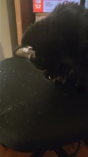 Pudding cleaning her foot 🐈‍⬛🖤