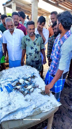 Crazy Crab Auction Very Low Price 💰 #fishing