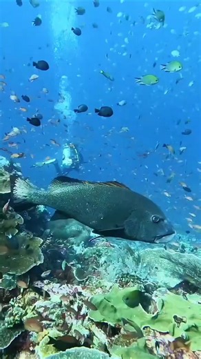 Diving Into a Coral Reef Paradise 🐠🪸#UnderwaterWorld #CoralReef #ScubaDiving #MarineLife #OceanVibes