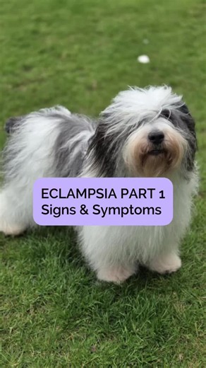 Eclampsia Early Warning Signs for Breeders