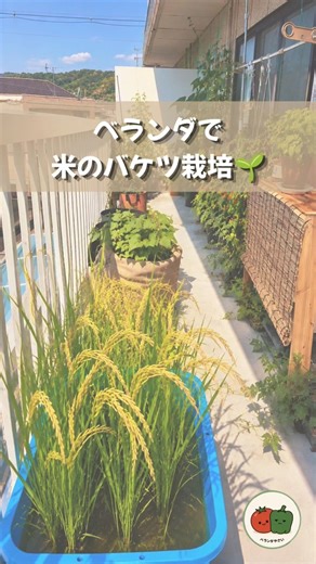 ベランダで米のバケツ栽培始めました🌱 #ベランダ菜園 #家庭菜園 #米栽培 #米のバケツ栽培