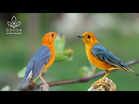 Birds Singing – Beautiful Bird Sounds Help Relax, Study and Concentrate - Relaxing Nature Sounds