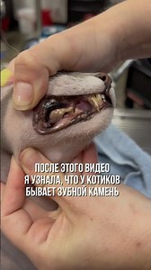 Арт. #WW146450 — копируй и вставляй на WB без # #уходзапитомцем #находкисвб #котики