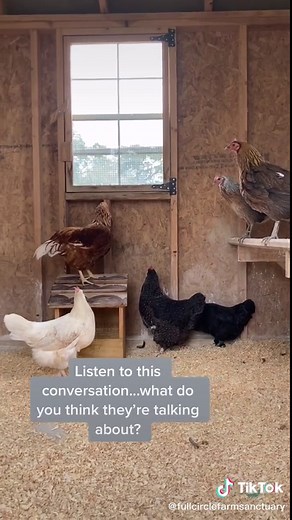 Understanding Chicken Language: What Do Chickens Say?