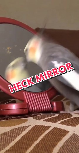Desiree Marie Cockatiel and Conure Compilation