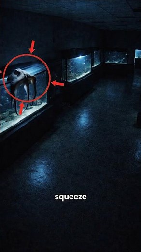 The Octopus That Escaped Its Tank Every Night 🐙