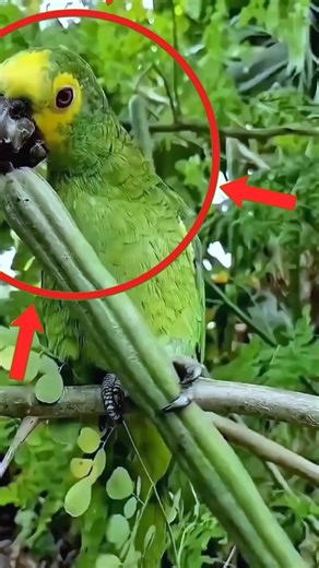 moringa powder | facts | #shorts #amazingfacts