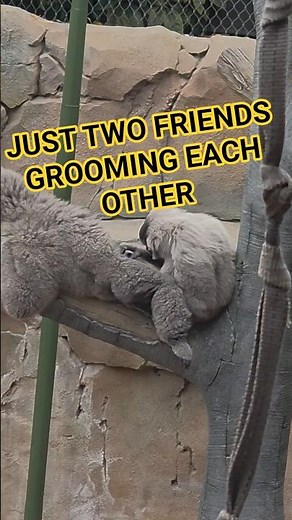 endangered monkeys chilled innthe sunshine at #chesterzoo