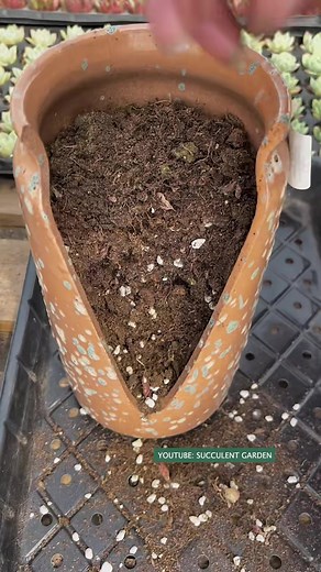 69K views · 1.8K reactions | Beautiful succulents ideas 華 #succulents | Succulents | Facebook