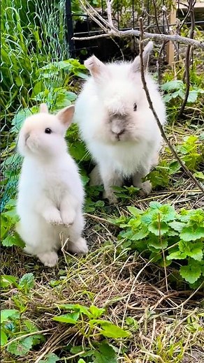 Petit bébé lapin trop mignon avec sa maman💕🐰🌈petit animal #short