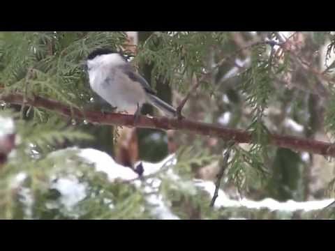 Hömötiainen ääni