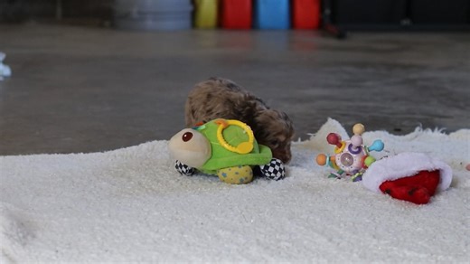 Cockapoo puppy for sale