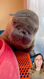 1.9M views · 159K reactions | This rescued baby walrus requires 24/7...