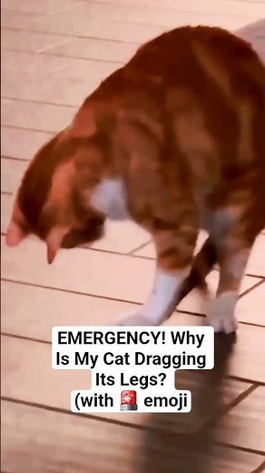 Why Is My Cat Dragging Its Front Legs? 🐾 Emergency Signs & Treatment