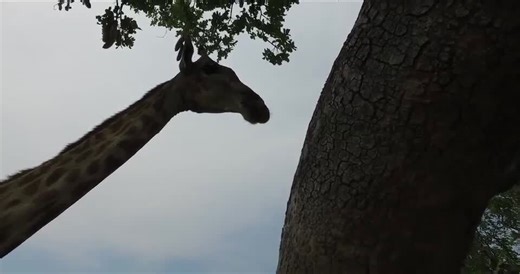 Guy Has a Close Encounter with Giraffe