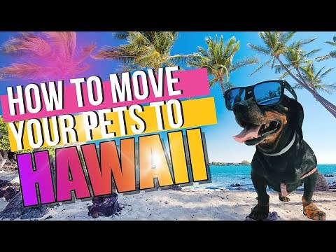 How to Move Your Pets to Hawaii | The Ultimate Guide for Relocating Dogs and Cats: Island Pet Movers