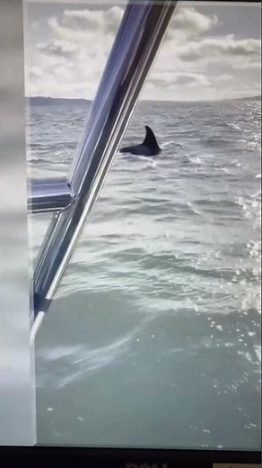 Seal jumps on boat to get away from Orcas