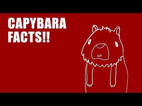Unique facts capybara