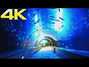 Oceanogràfic Valencia | The Largest Aquarium & Marine Park in Europe | 4K