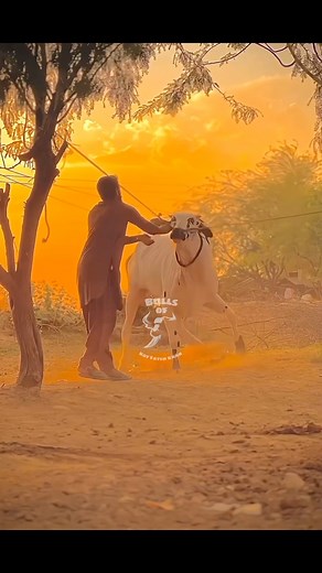 151K views · 3.5K reactions | Aggressive Bull❤️‍啕....