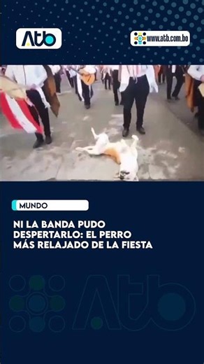 Ni la banda pudo despertarlo: el perro más relajado de la fiesta