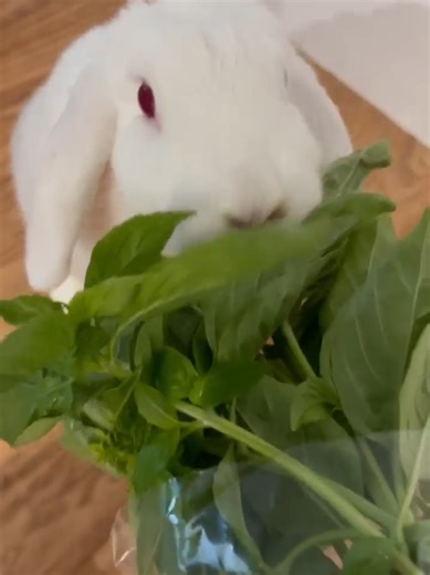 Funny Rabbit Videos That Will Make You Laugh