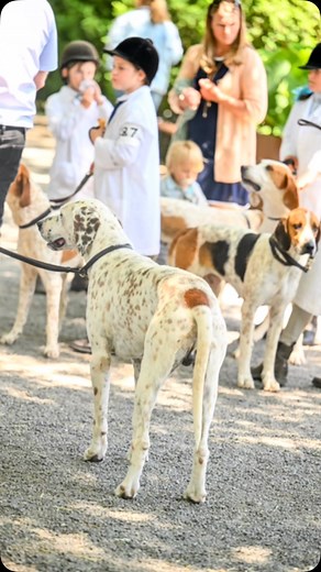 The Virginia Hound Show The Hounds • The Hats • The People Fun Day To Photograph Check out the full gallery up on my website - link in profile. #foxhounds #hounds #virginiahoundshow #candidmoments #hatsandhounds #nikonphotography #equestrianphotographer #horseandhound #equestrianstyle | Sherri Holdridge Photography